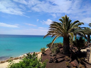 Beautiful coastline with turqouise sea and a palm
