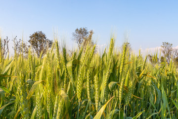 Obraz premium Ears of young green wheat in spring summer field, closeup