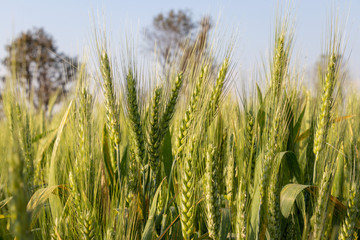 Ears of young green wheat in spring summer field, closeup