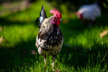 Chicken in a grassy yard