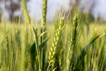 Ears of young green wheat in spring summer field, closeup