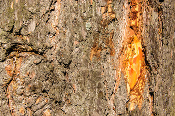 Closeup pine trunk and bark with resin lit by the sun.