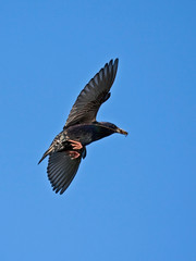 European Starling in flight (Sturnus vulgaris) 