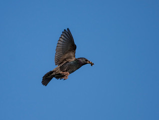 European Starling in flight (Sturnus vulgaris) 