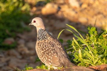 Spotted dove sitting on surface, blur background, close-up