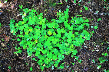 Background from plant clover four leaf. Irish traditional symbol. St.Patrick 's Day.