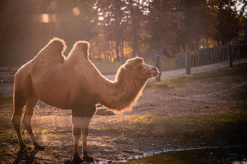 Camel standing in sunset