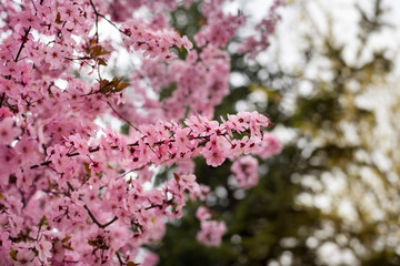 It is spring and the cherry tree is blooming beautifully with pink flowers on a background of green trees