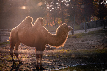 Camel standing in sunset