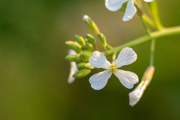Obraz na płótnie Canvas Beautiful white flower on green blur field