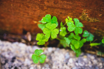 green plant growing in soil