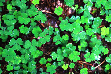 Background from plant clover four leaf. Irish traditional symbol. St.Patrick 's Day.