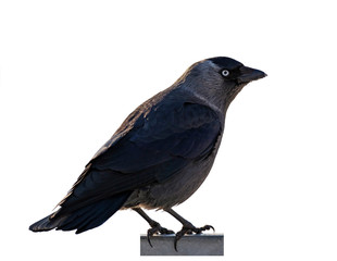 western jackdaw (Coloeus monedula) isolate on a white background