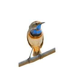 Bluethroat (Luscinia svecica) isolated on a white background.