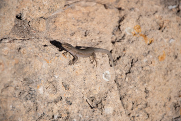lizard on the rock © Patryk
