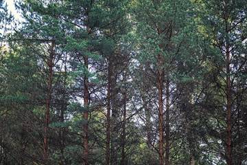 Bright spring greens at dawn in the forest. Nature comes to life in early spring.