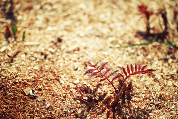 Bright spring greens at dawn in the forest. Nature comes to life in early spring.