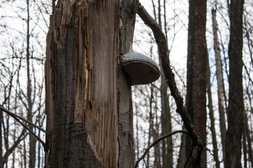 Beautiful forest landscape. A large mushroom grows on a tree.
