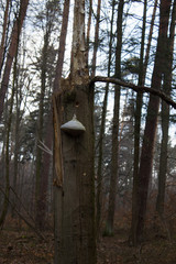 Beautiful forest landscape. A large mushroom grows on a tree.