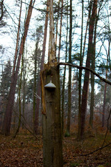 Beautiful forest landscape. A large mushroom grows on a tree.