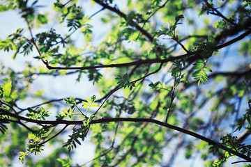 Bright spring greens at dawn in the forest. Nature comes to life in early spring.