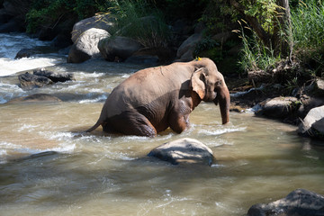 Fototapety  Elephant in river
