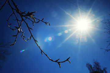 Bright spring greens at dawn in the forest. Nature comes to life in early spring.