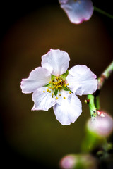 Obraz premium white flowers of apple tree