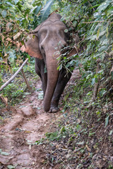 Fototapeta premium elephant on path in jungle.