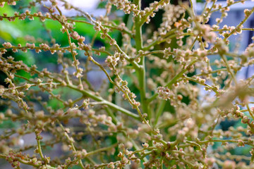 green flower beautiful outdoor plants