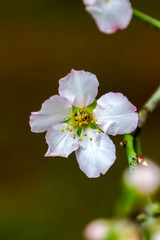 white flowers of apple tree