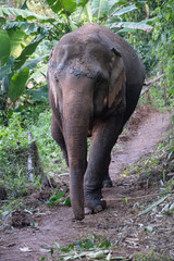 Elephant on Jungle path - obrazy, fototapety, plakaty