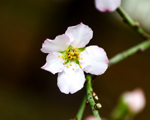 Obraz premium white flower