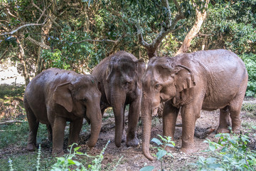 Elephants in wild © Patryk