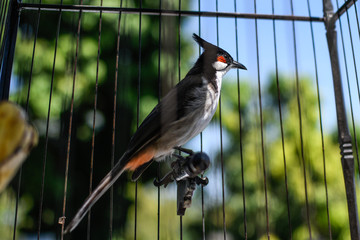Bird in a cage © Patryk