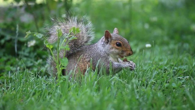 Squirrel eating seeds in the park, Washington DC, USA