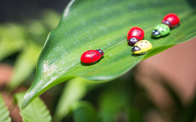 Three ladybugs on the green leaf after rain 