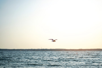 Fototapeta na wymiar Group of seagulls ower sea