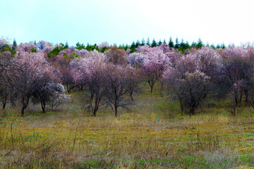 tree in a field