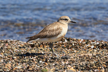 A rare New Zealand plover, aka New Zealand dotterel, on a pebble beach in the Bay of Islands