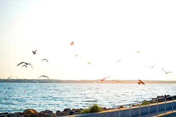 Group of seagulls ower sea