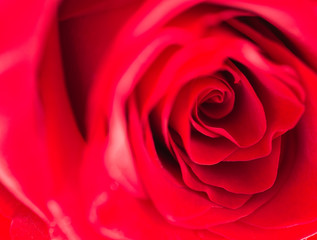 Beautiful red rose, macro, front view, selective focus