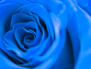 Beautiful blue  rose, macro, front view, selective focus