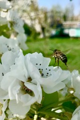 bee on flower