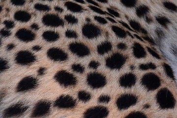 black dot on the cheetah  