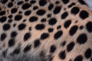 black dot on the cheetah  
