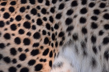 black dot on the cheetah  