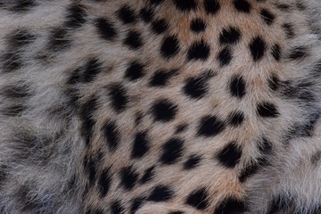 black dot on the cheetah  