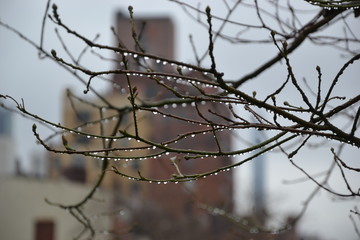goutelettes sur les branches au petit matin à new york