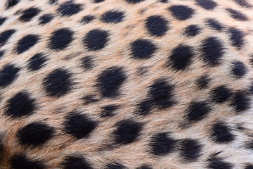 black dot on the cheetah  